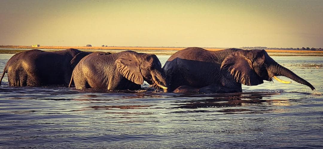 Chobe National Park