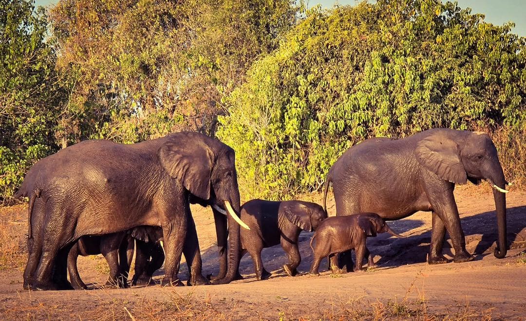 Africa's Elephant Paradise