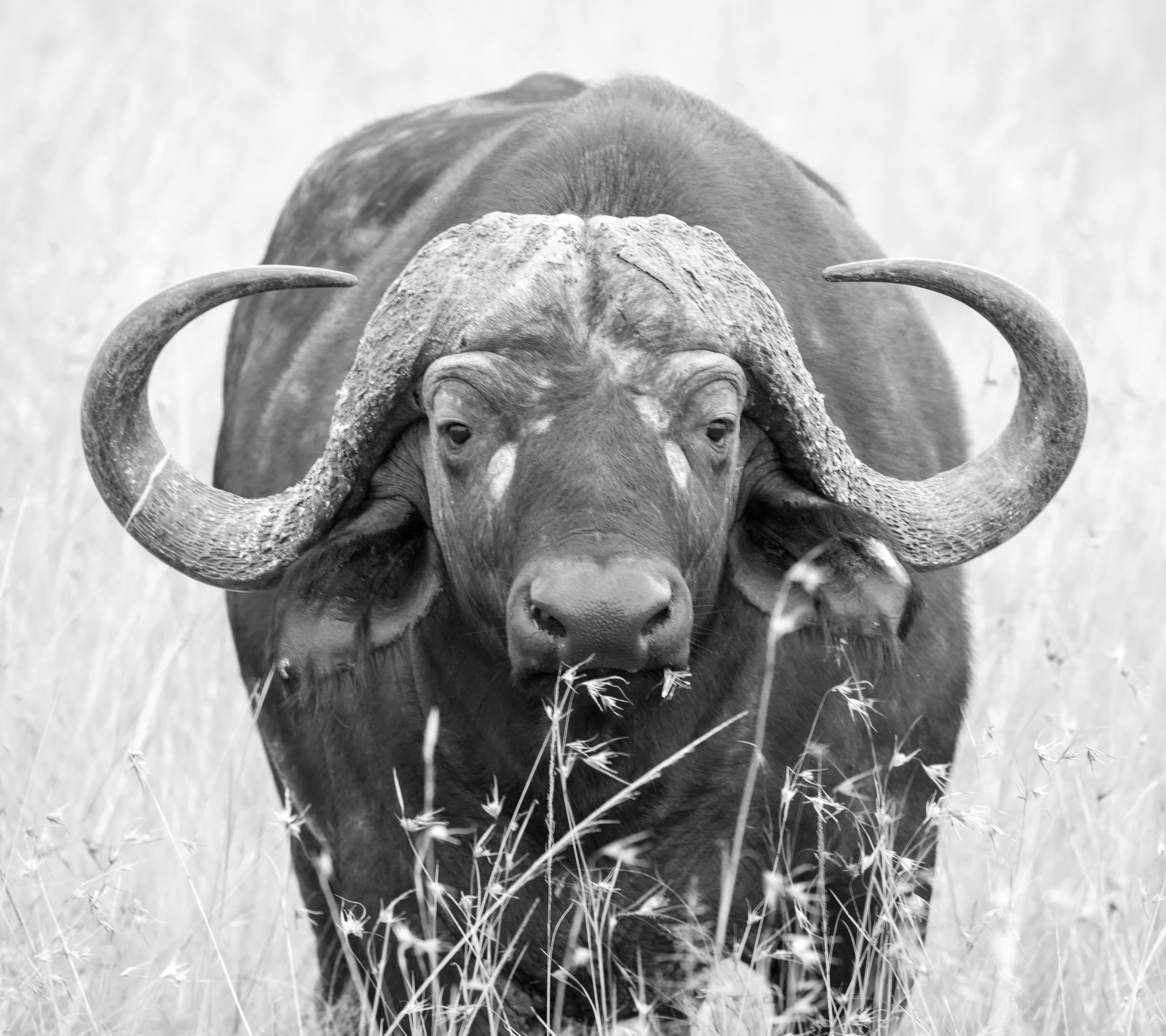 1-Day Hwange Game Drive — photo 3