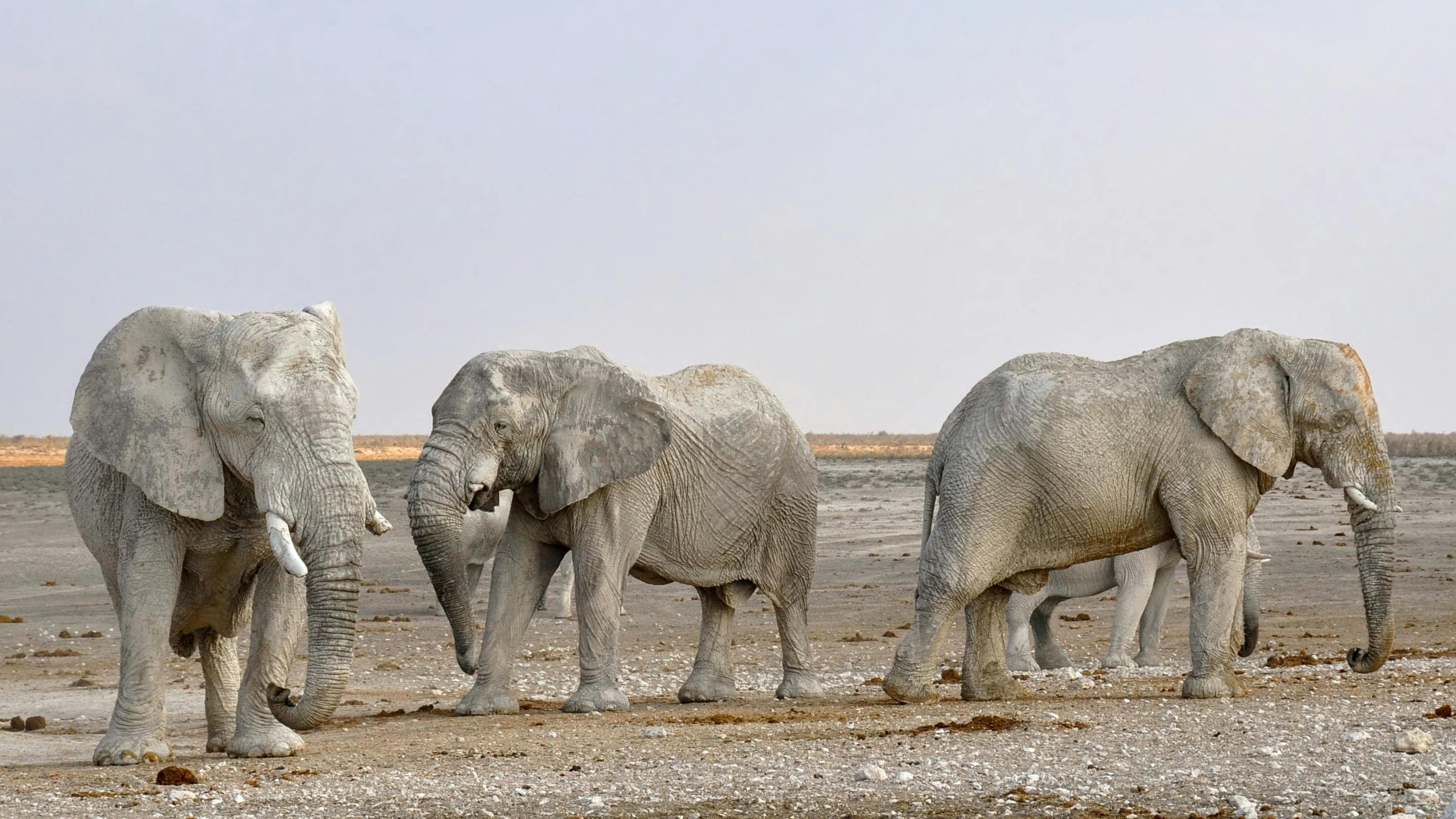 12-Day Hwange Okavango Victoria Falls Adventure Mid Range