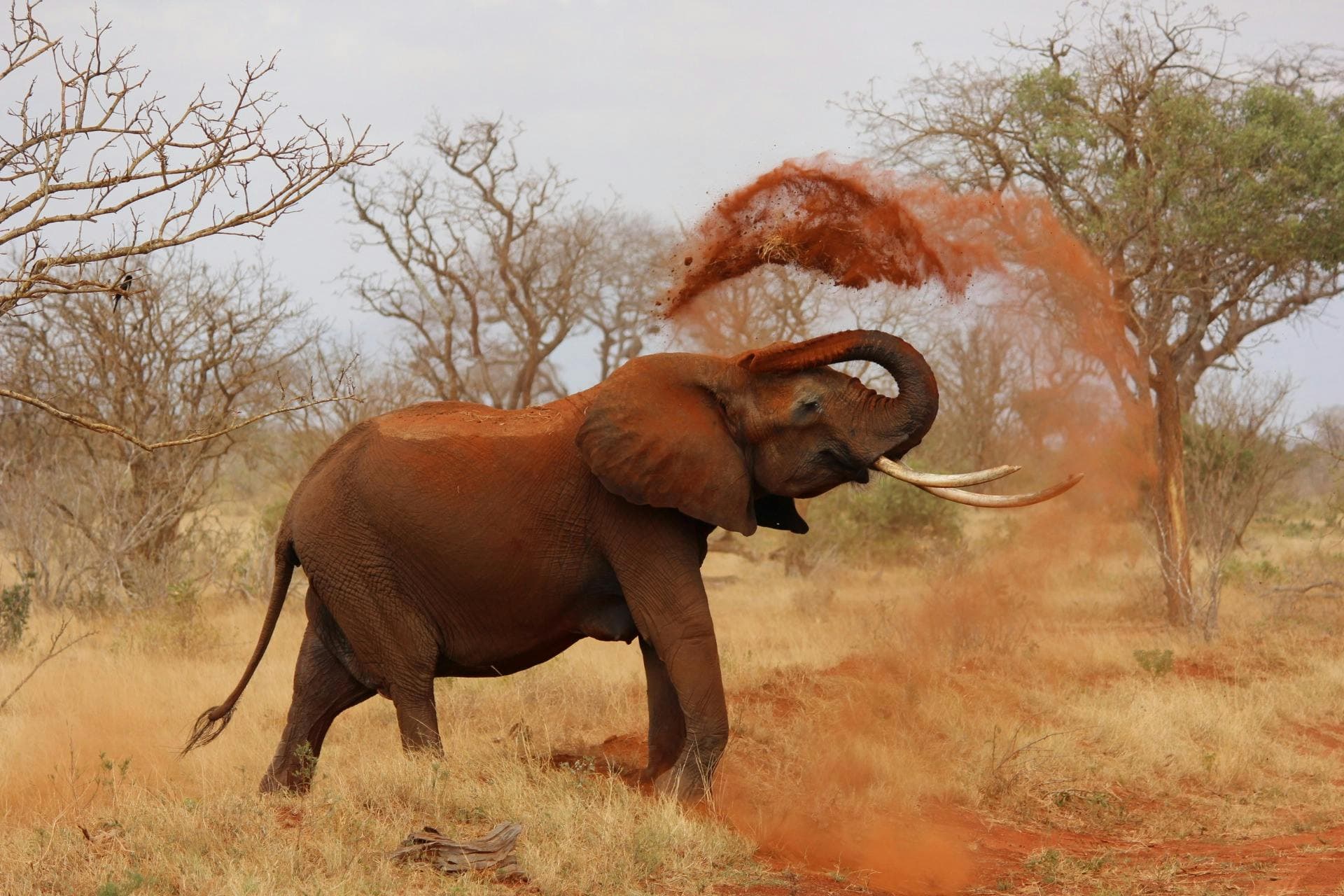 1-Day Hwange Game Drive — photo 2