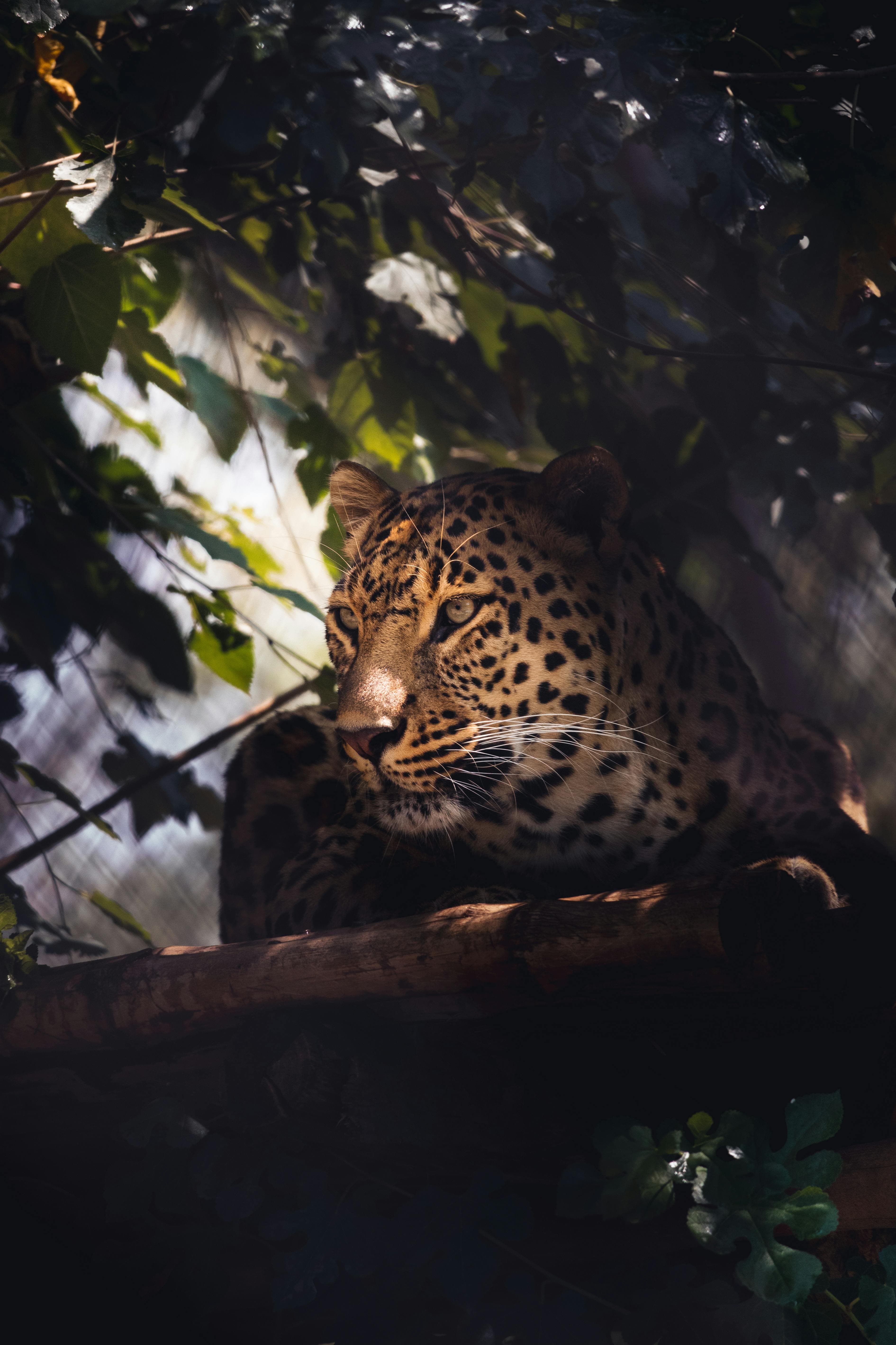 10-Day Highlights of Zambia Safari