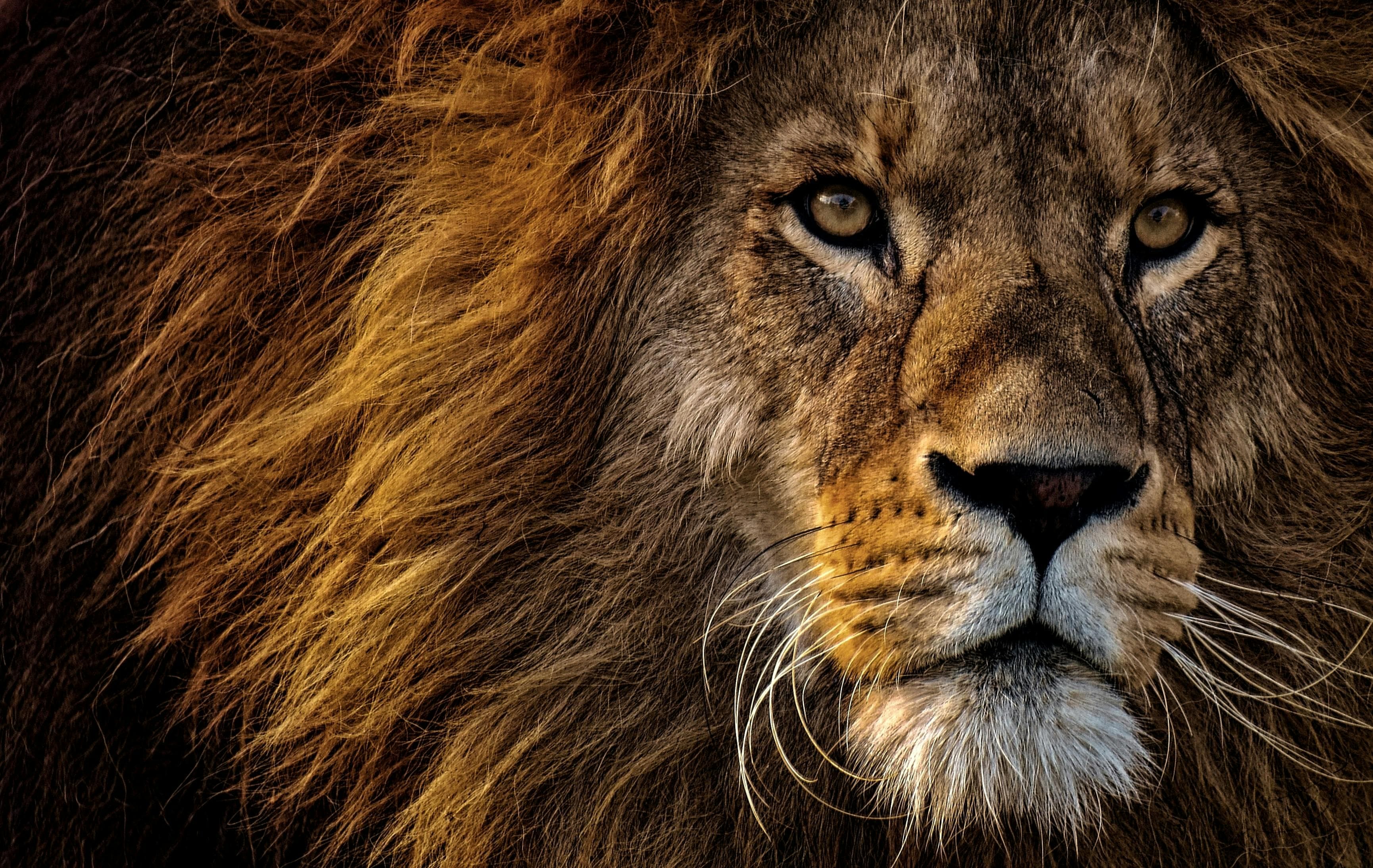 1-Day Hwange Game Drive — photo 1