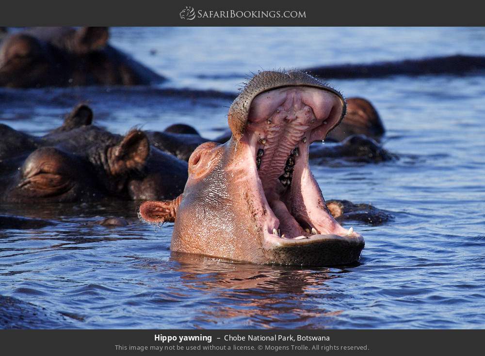Chobe National Park 020