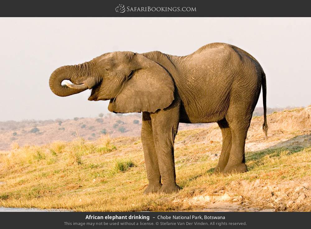 Chobe National Park 025