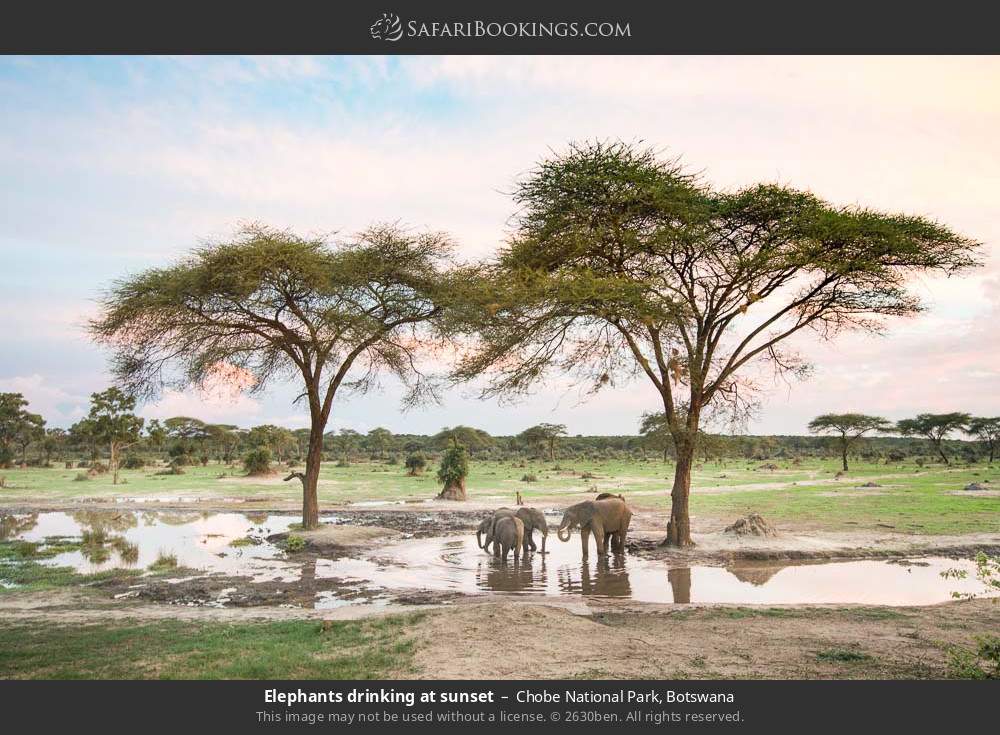 Chobe National Park 046