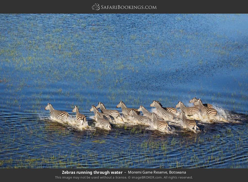Moremi Game Reserve 059