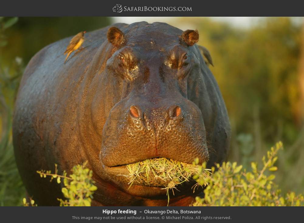 Okavango Delta 014