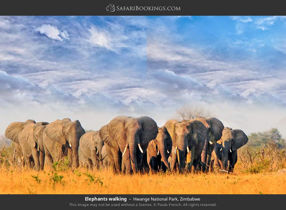 Hwange National Park 073